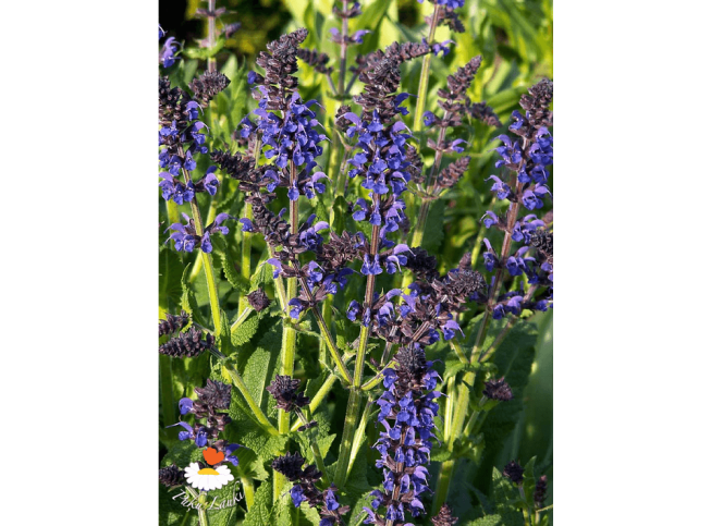 Salvia × sylvestris   'Blaukönigin'
